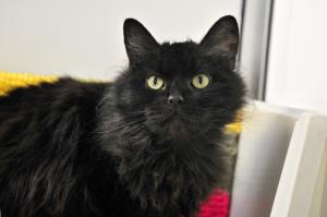 sponsor cat Pebbles